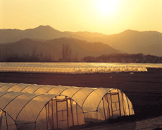 farm at night