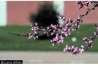 Photo of Cercis canadensis L.