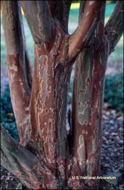 'Osage' bark. Click thumbnail for larger image