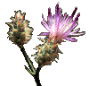 Squarose Knapweed