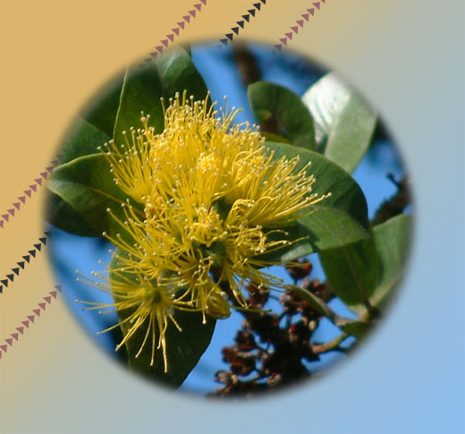 Yellow Ohia lehua