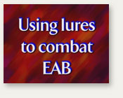 Using Lures to Combat EAB