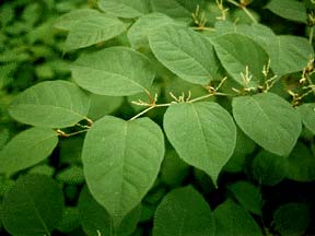 Japanese Knotweed