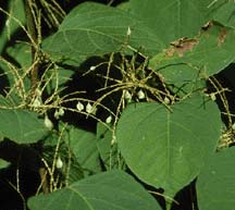 Japanese Knotweed