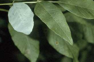 Photo of Fraxinus americana L.