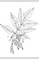 View a larger version of this image and Profile page for Fraxinus americana L.