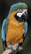 Macaw