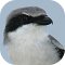 Loggerhead Shrike, Lanius ludovicianus