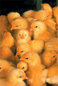 Baby chicks