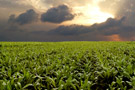 Corn field with storm approaching