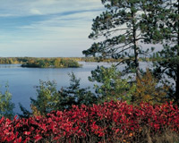 Trees and a lake