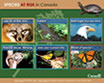 Species at Risk Interactive Activity