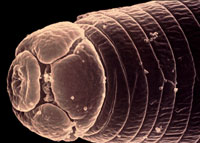 Root-knot nematode