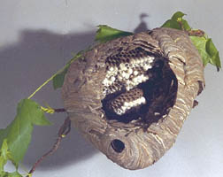 Baldfaced hornet nest 