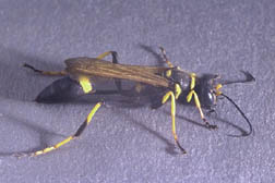 Mud dauber