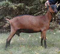 oberhasli goat