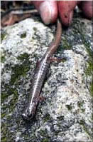 Jemez Mountains salamander