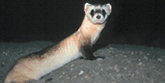 Black-footed Ferret