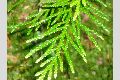 View a larger version of this image and Profile page for Thuja plicata Donn ex D. Don