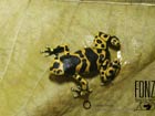 poison dart frog