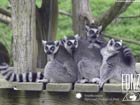 ring-tailed lemurs