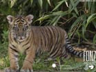 Sumatran tiger