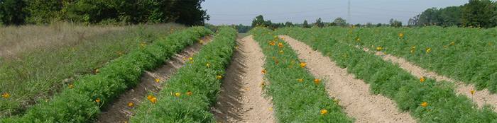 Photo of organic poppies on a North carolina organic farm