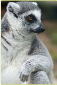 ring-tailed lemur