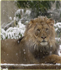 Luke, a lion at the National Zoo