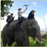 tracking elephants