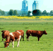 Cows Grazing in City