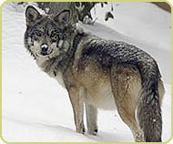 Mexican wolf