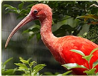 scarlet ibis