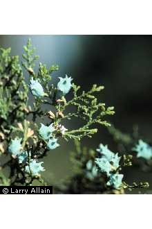 Photo of Juniperus virginiana L.