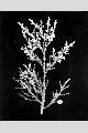 View a larger version of this image and Profile page for Juniperus virginiana L.