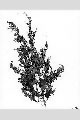 View a larger version of this image and Profile page for Juniperus virginiana L.