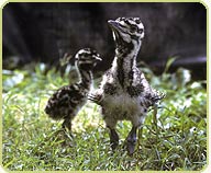 kori bustard chicks