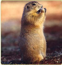 prairie dog