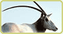 scimitar-horned oryx