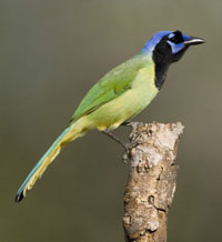 green jay