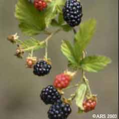 Berry Bush