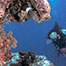 [PHOTOGRAPH] A skeleton of a Porites coral and a diver [Image courtesy of Jurgen Freund of Freund Factory]