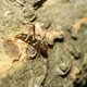 Red-headed ash borer