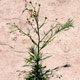 A hairy fleabane adult plant.