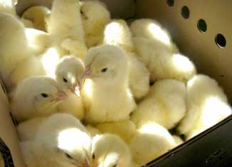 box of chicks