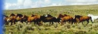 Wild Horses of Nevada