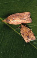 Light Brown Apple Moth