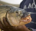 Photo of a Tiger fish (Hydrocynus vittatus), one of the large predators of the Congo River.