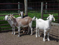 goats photo