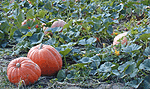 Pumpkins